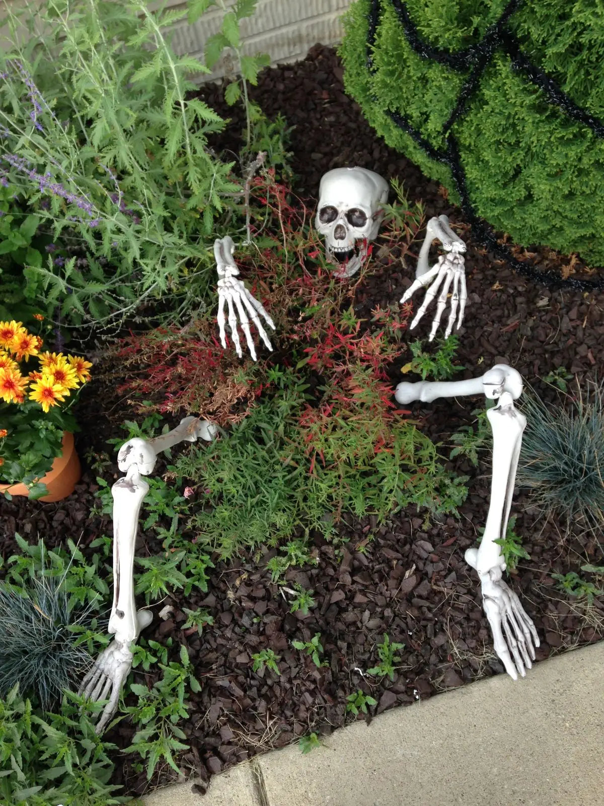 Realistic Halloween Skeleton Stakes with Skull and Arms for Garden Lawn Decor